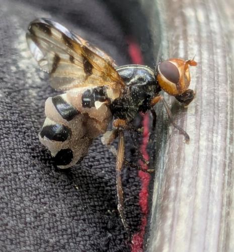 Otites porcus